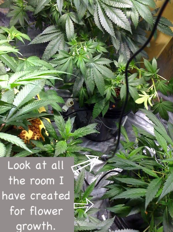 roomtogrow-1.jpg