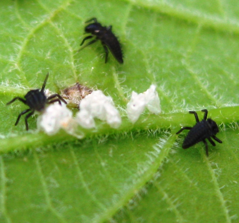 ladybug-larvae-may06.jpg