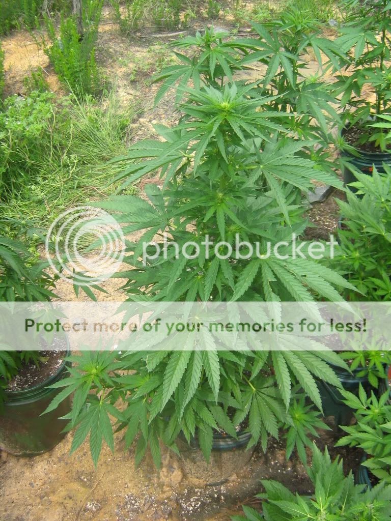 Querkle7.jpg