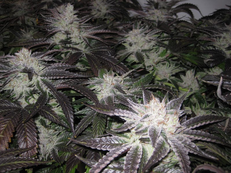 wedding-cake-s1-greenpoint-seeds-2.jpg