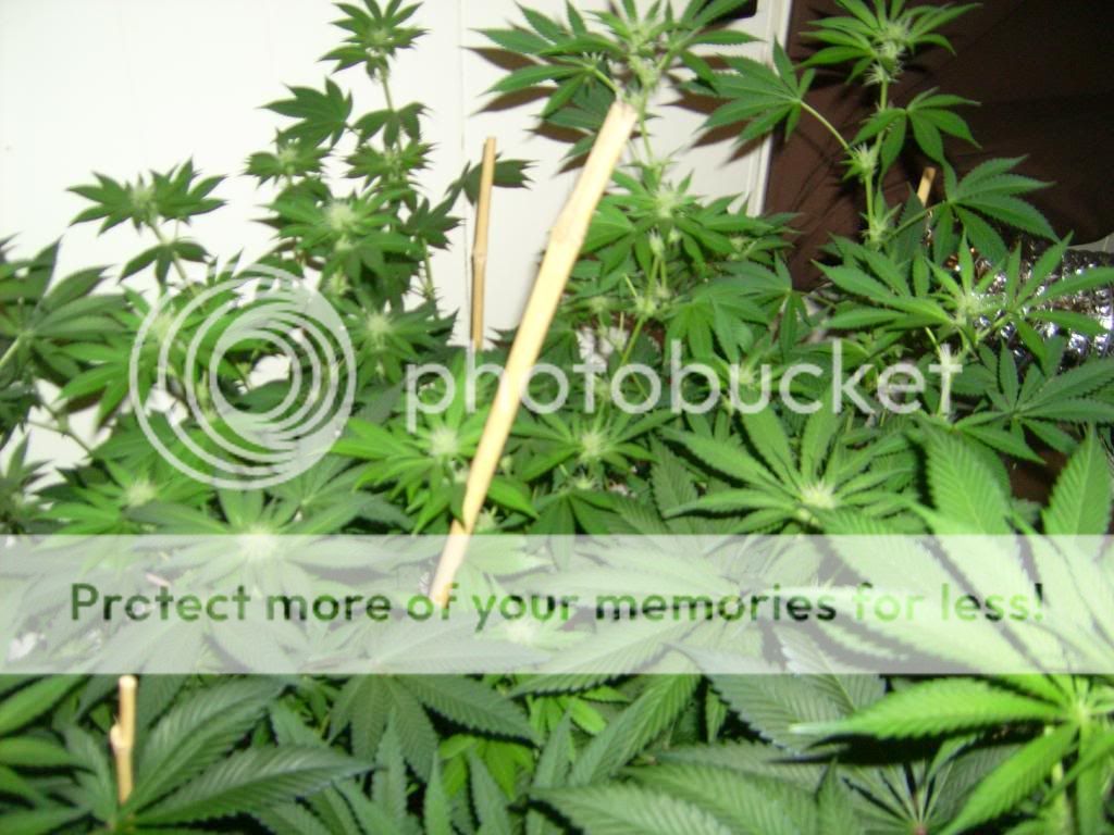 002_zps7c00a4ef.jpg