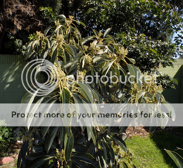 AvoBuds2-2013_zpsd8ced223.png