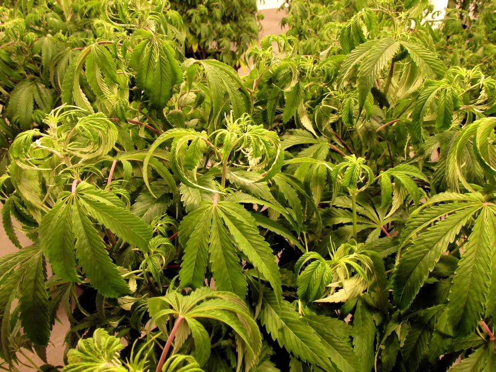 101growlights.com