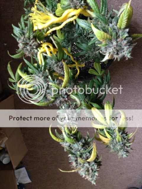 IMG_0530_zps9cf9ac6a.jpeg