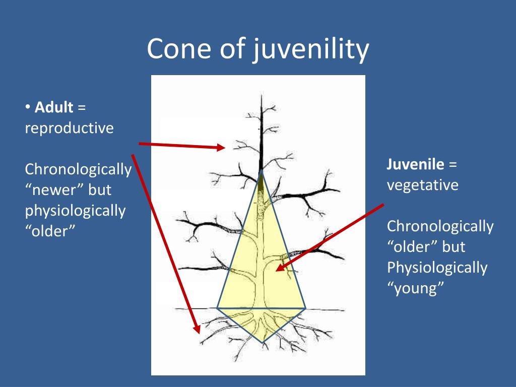 cone-of-juvenility-l.jpg