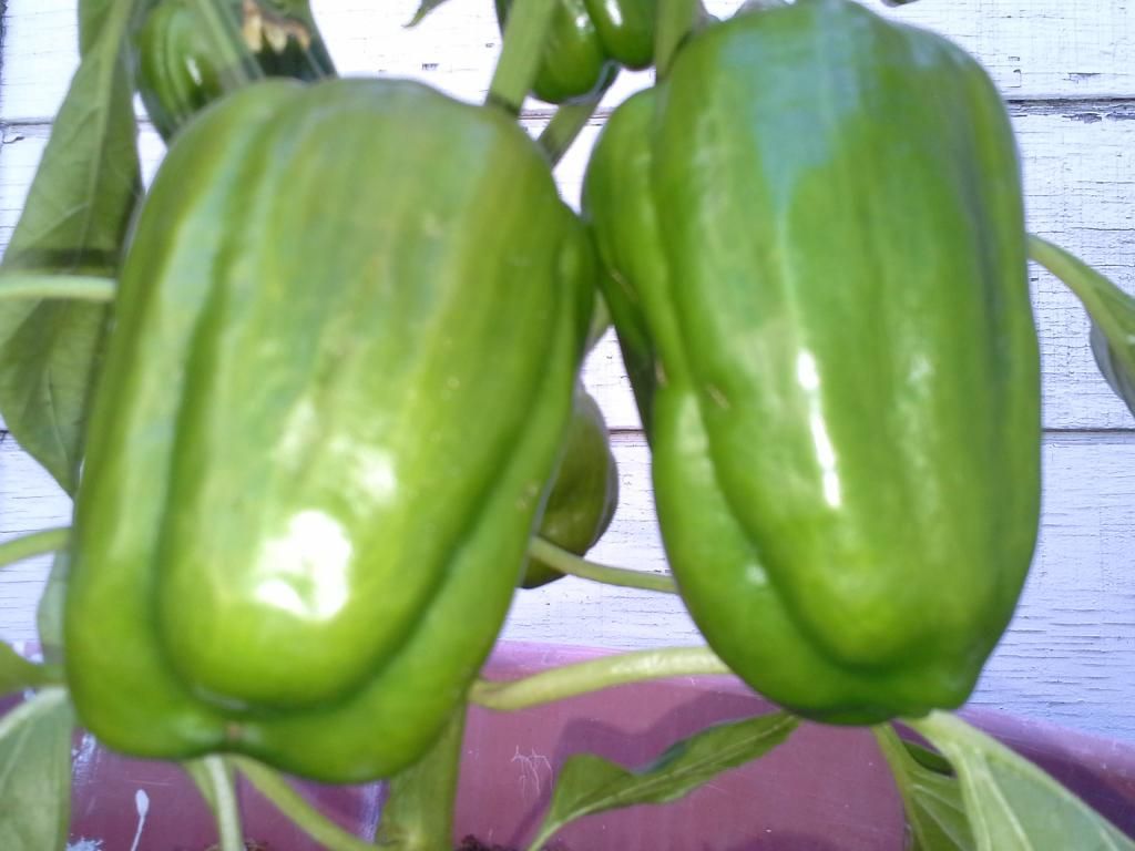 20140620_091202.jpg