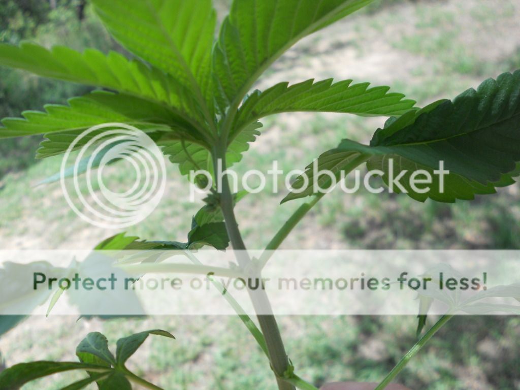 DSCN4523.jpg