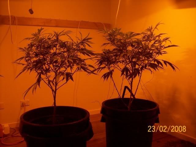 Plants059.jpg
