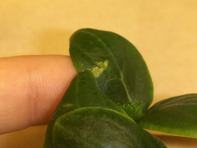 cuke2006.jpg