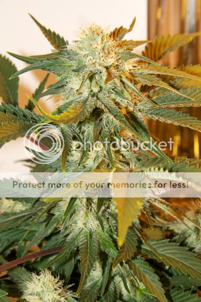 purpleKush.jpg
