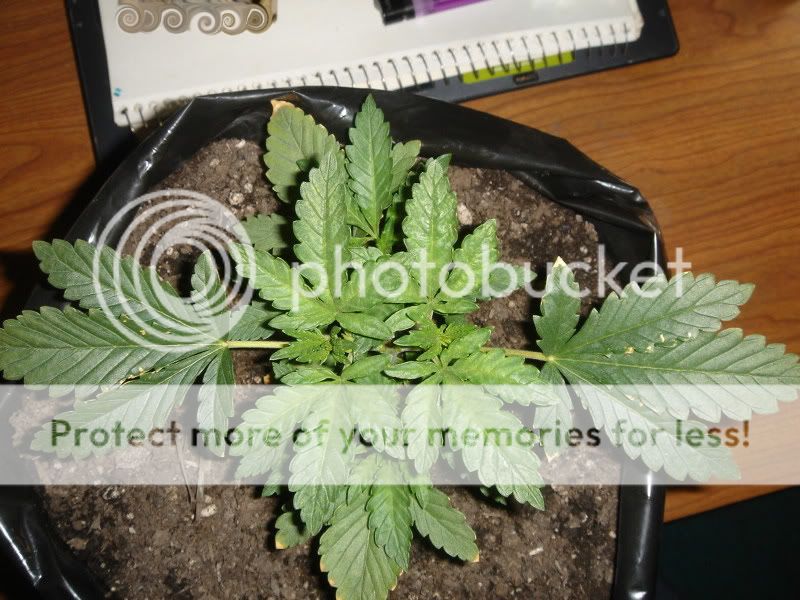 plants014-1.jpg