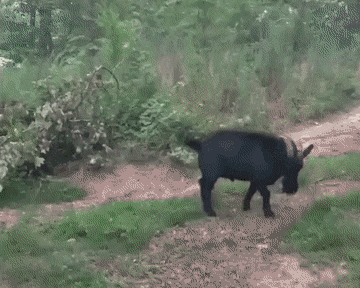 gifs_11.gif