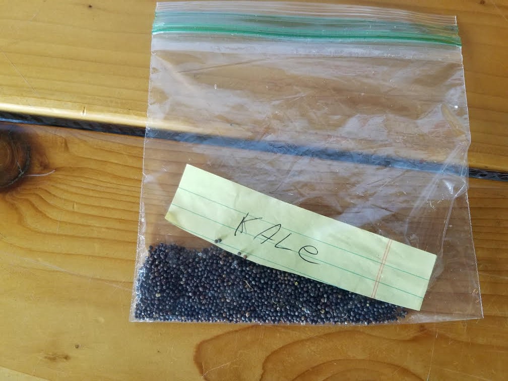 kaleseeds.jpg