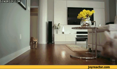 gif-dogs-slide-716043.gif