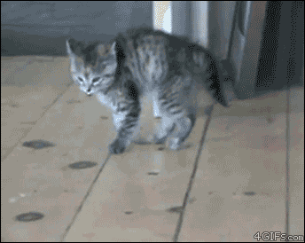 8764574a608df3ddfad94b59d1958b9a.gif