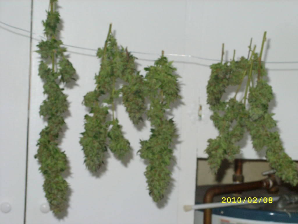sensi005.jpg