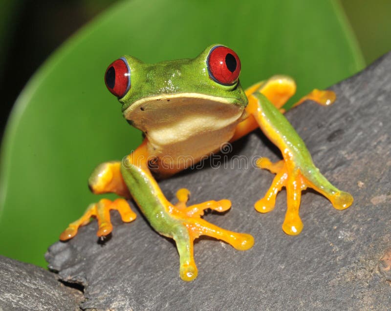 curious-red-eyed-green-tree-frog-costa-rica-12197665.jpg
