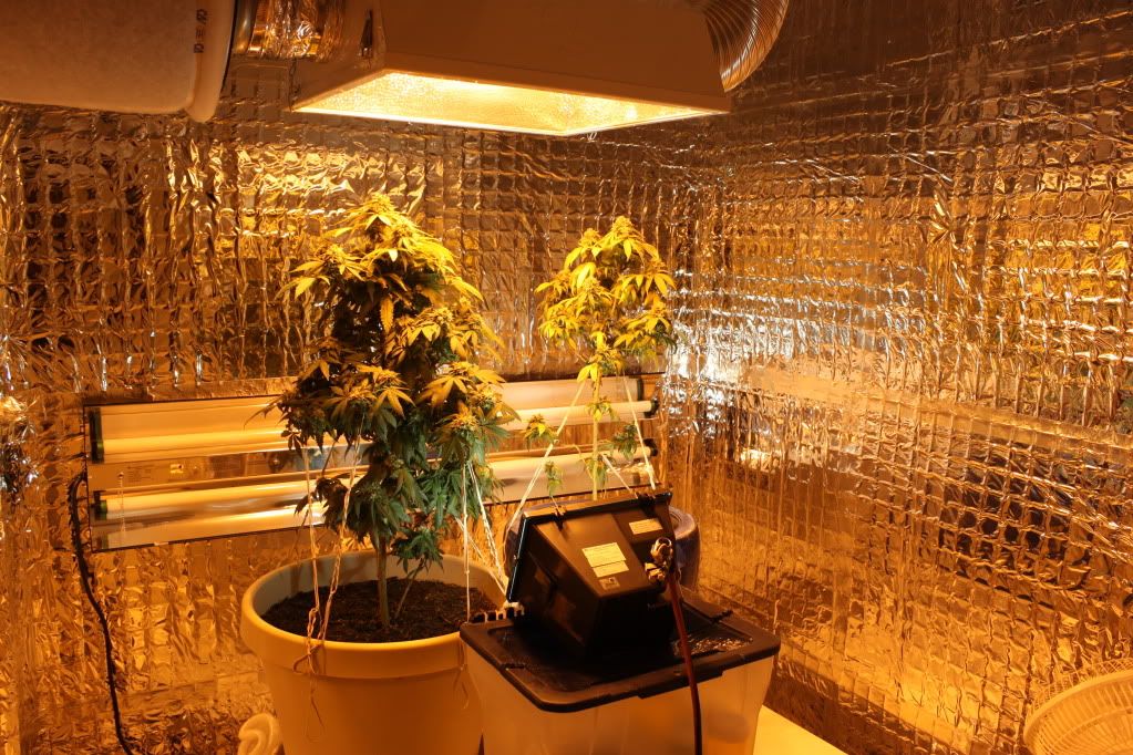 GrowRoom52311.jpg