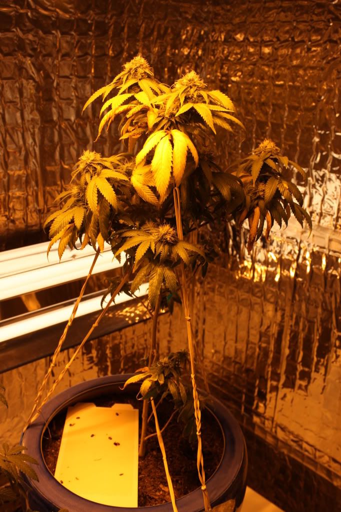 Plant251311.jpg