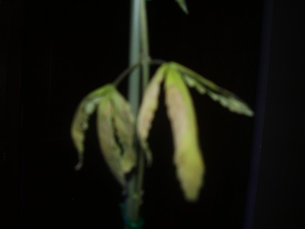 P1010092.jpg
