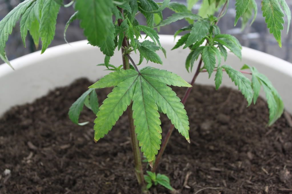 LeafGood.jpg