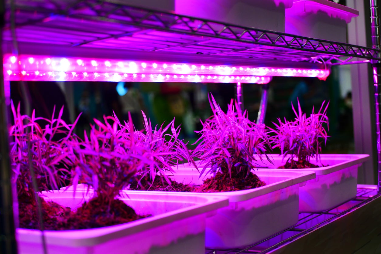 Difference Between LED Lights And Grow Lights: Are LED Lights Better For  Plants