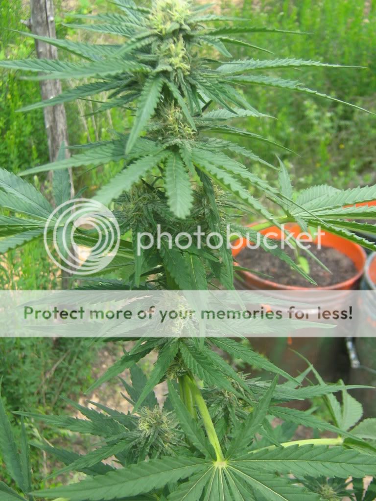 Querkle9-1.jpg