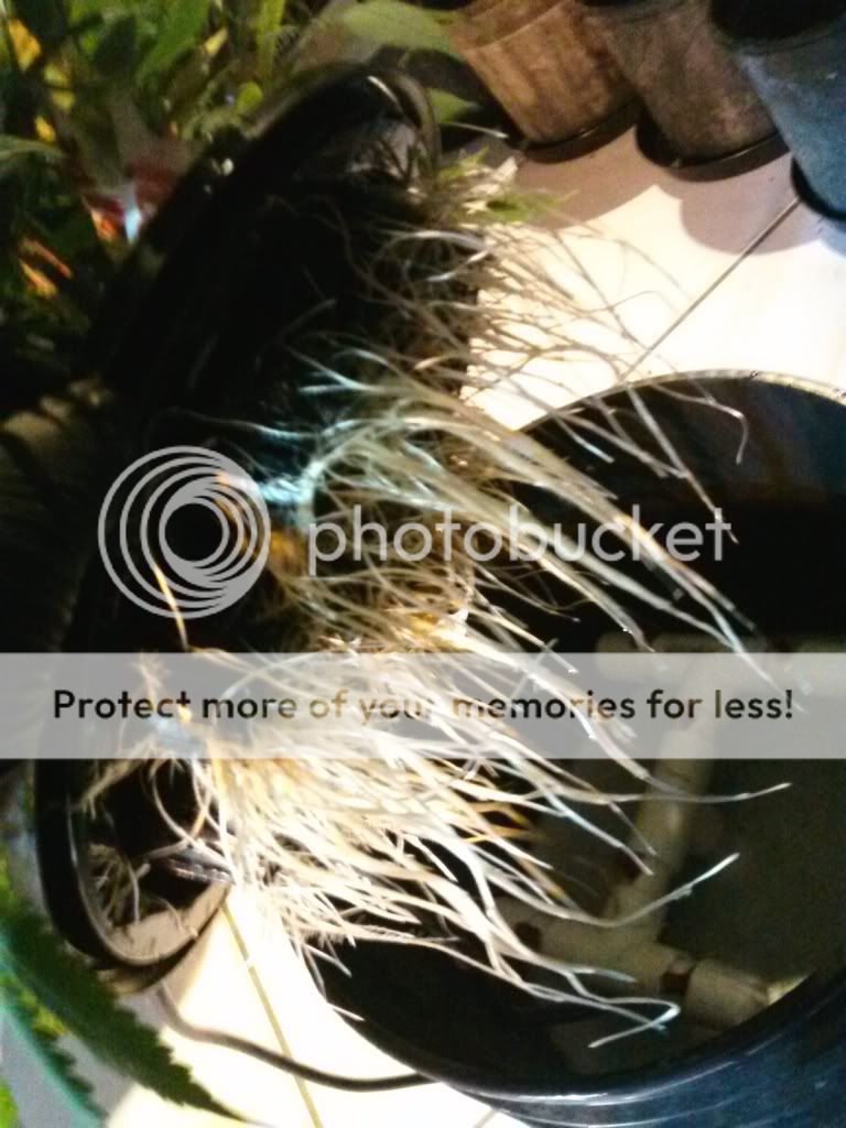 CAM01004_zps4e670f31.jpg