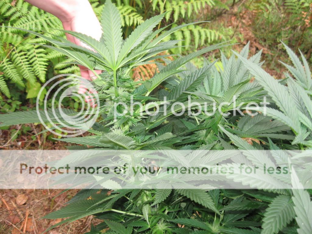 flower5019.jpg