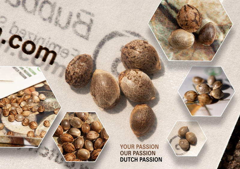 dutch-passion.com