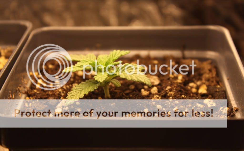 Seed3Day12.jpg