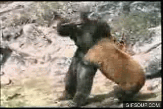 bear-vs-bigfoot-random-39101926-320-214.gif
