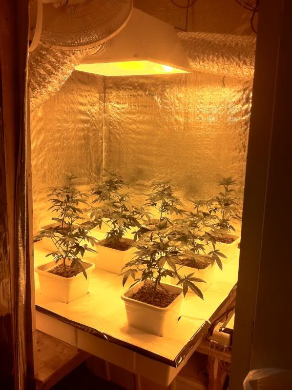 grow161.jpg