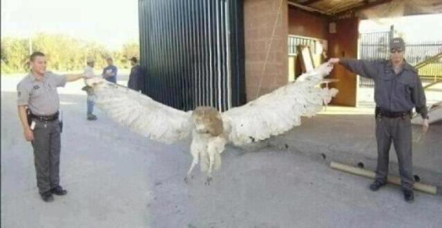 giant_owl_texas.jpg