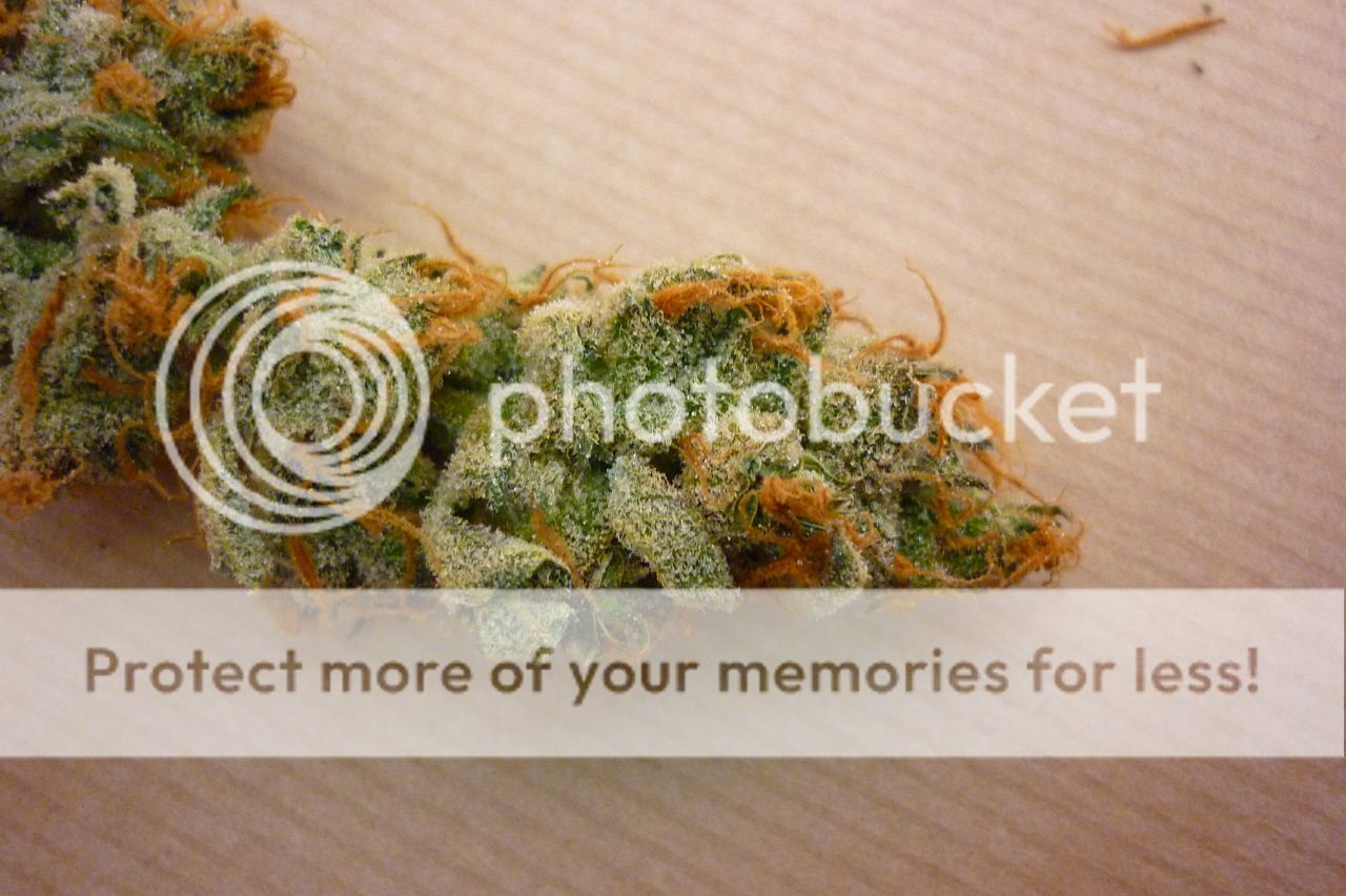 orangebud7.jpg