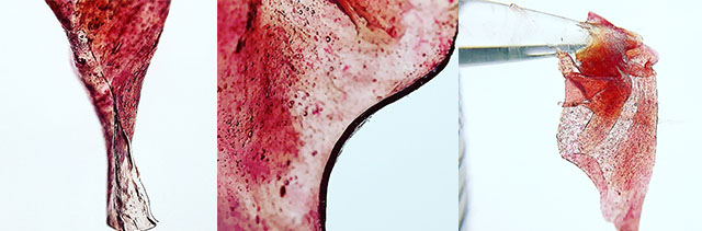 AnthocyaninExtractionFromCannabis.jpg