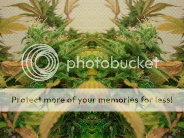FxCam_1296457432109.jpg