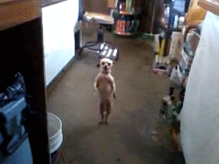 tumblr_m60u3qN7Fr1qbyxr0o1_400.gif