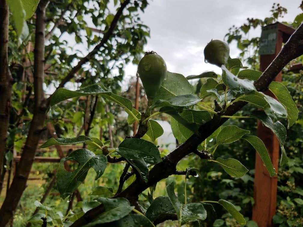 06132021pears.jpg