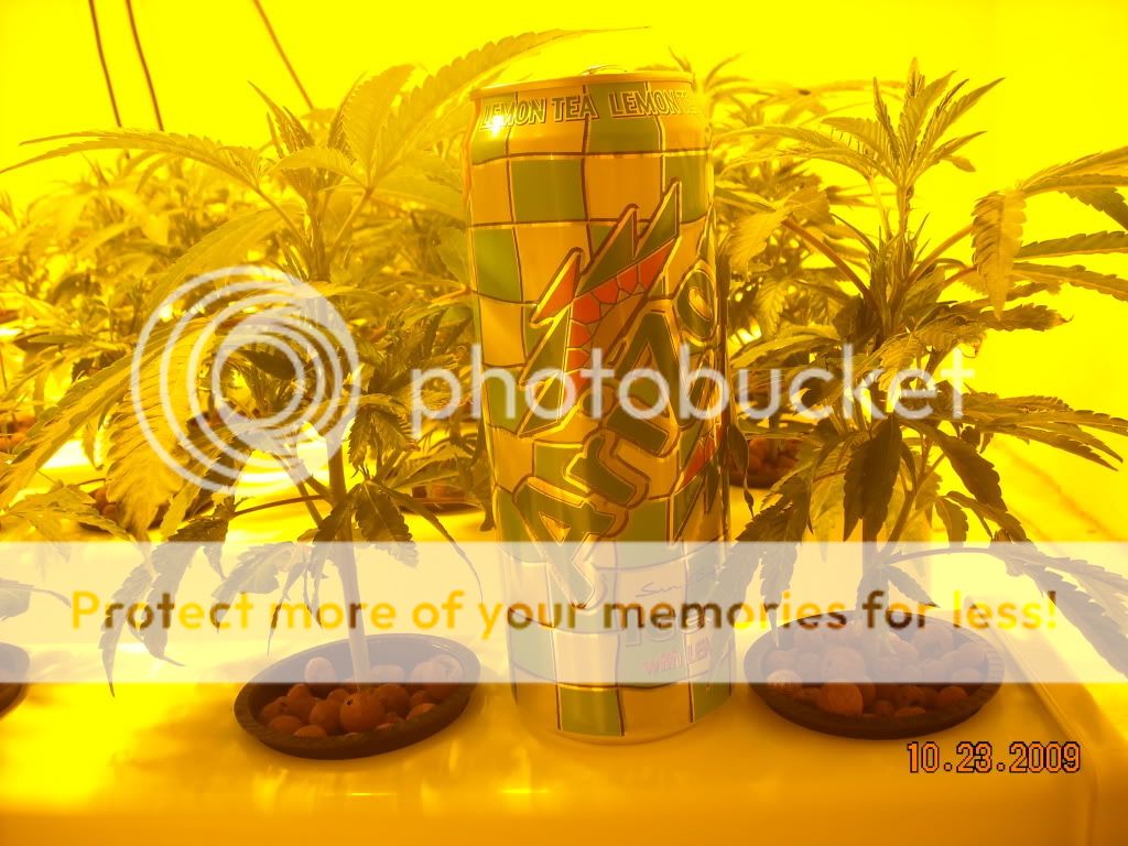 DSCN0292.jpg