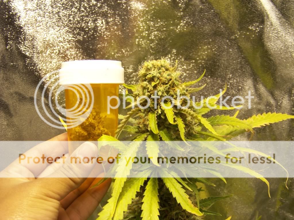 Week7FloweringPineapple008.jpg
