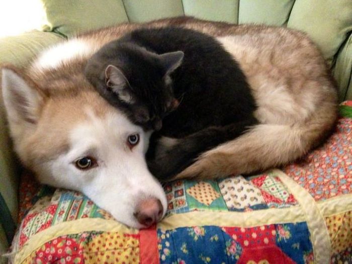 these_funny_animals_26.jpg