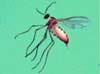 pests_gallGnats.jpg