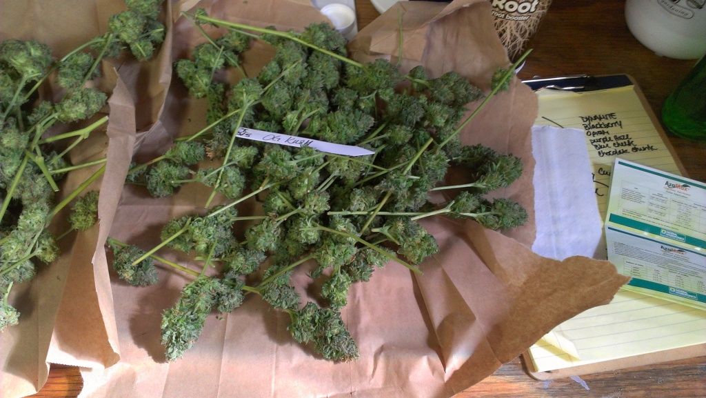 IMAG0271.jpg