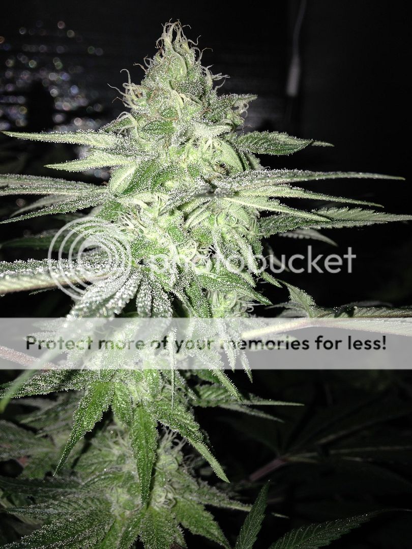 day%2044%20flower%20gth_zpsumqquyaz.jpg