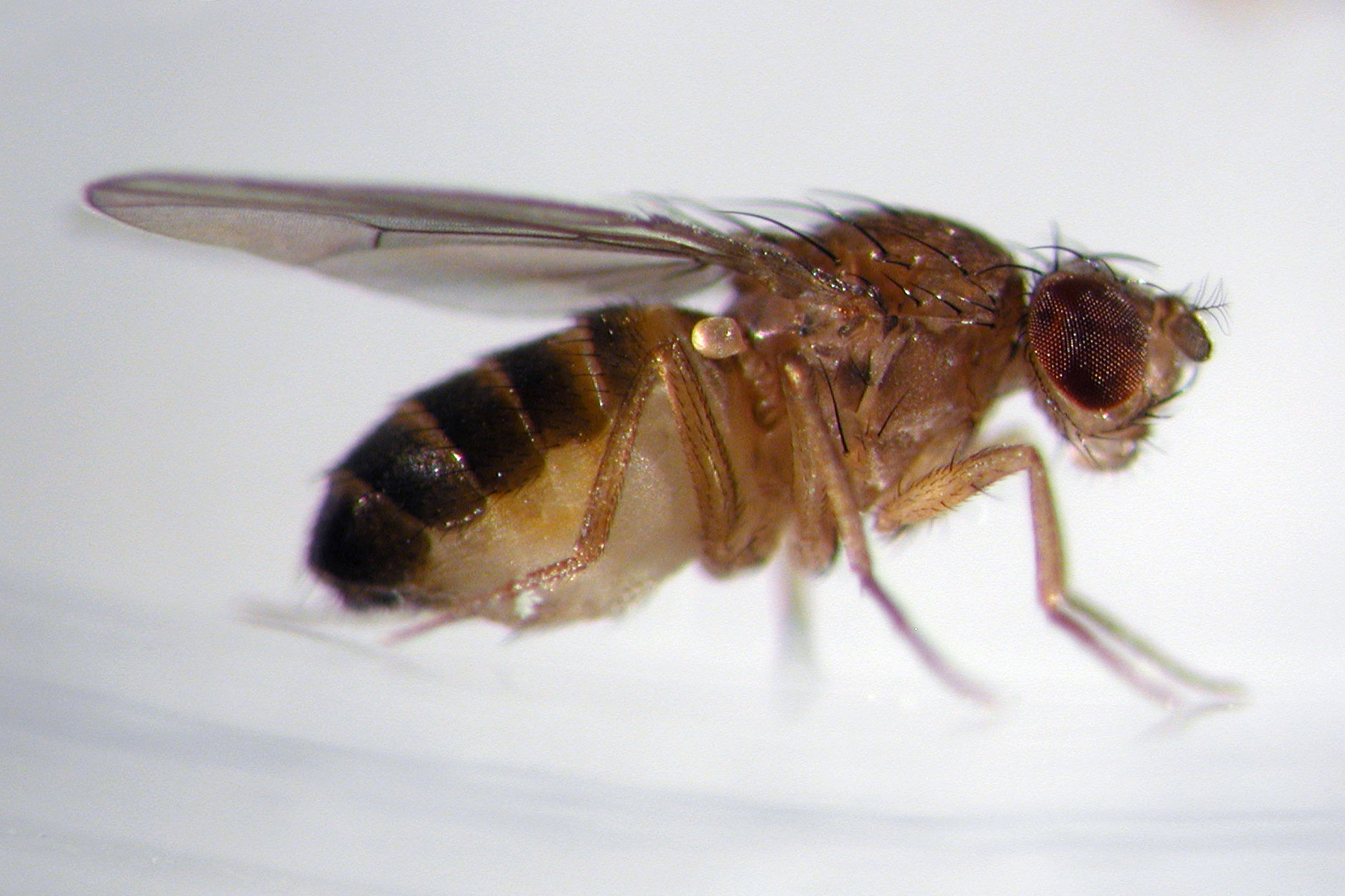 fruit_fly_research03_6801.JPG