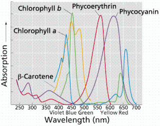 chlorophyll+a.gif