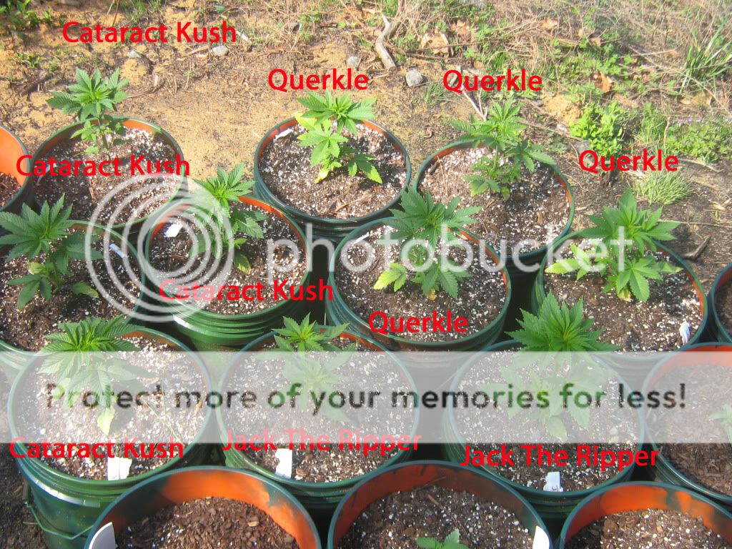 RegularPlantslabled.jpg