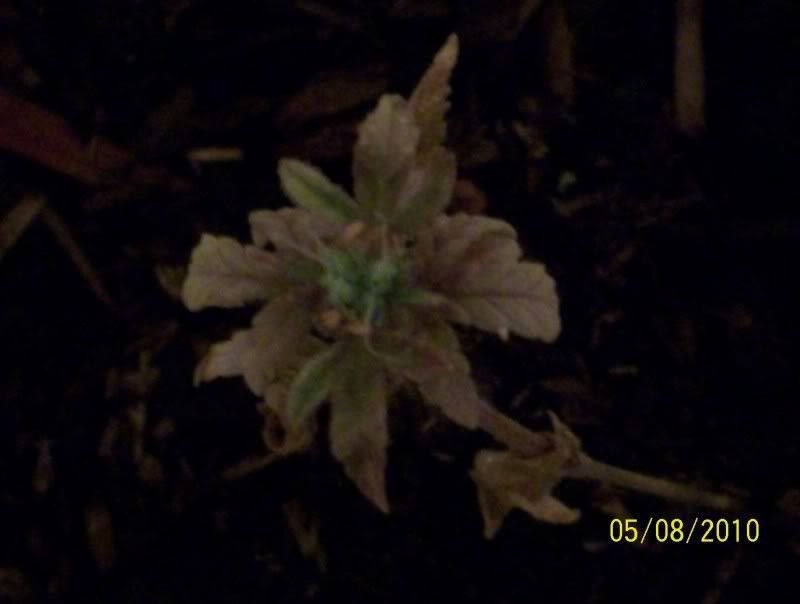 100e0585.jpg