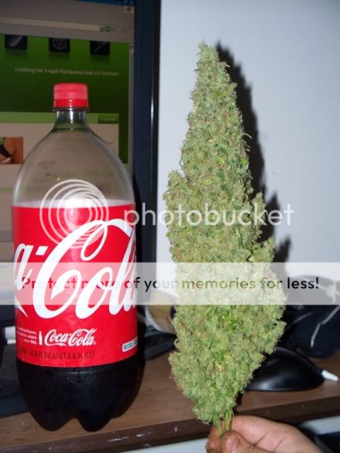 100_1234.jpg